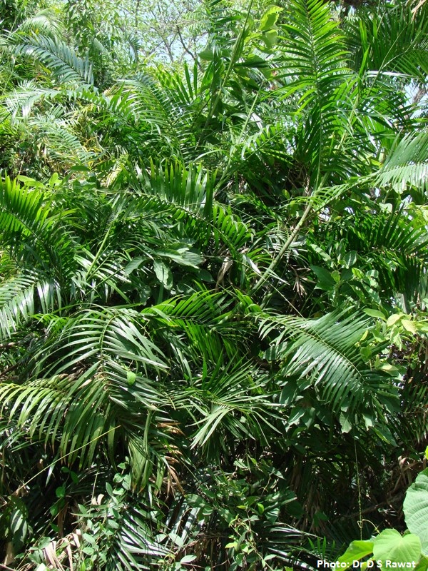 Calamus tenuis eFlora of India